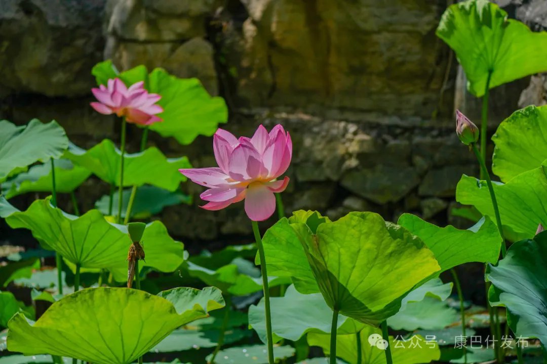 OrdosChina's tweet photo. 😍#Lotusflowers are in full bloom in #Ordos Yulan Park, vibrant against lush green leaves. This lively #summer scene inspires many visitors to come and admire its beauty. Don't miss this colorful spectacle! 👇#TourOrdos https://t.co/BXTV6ERyBb
