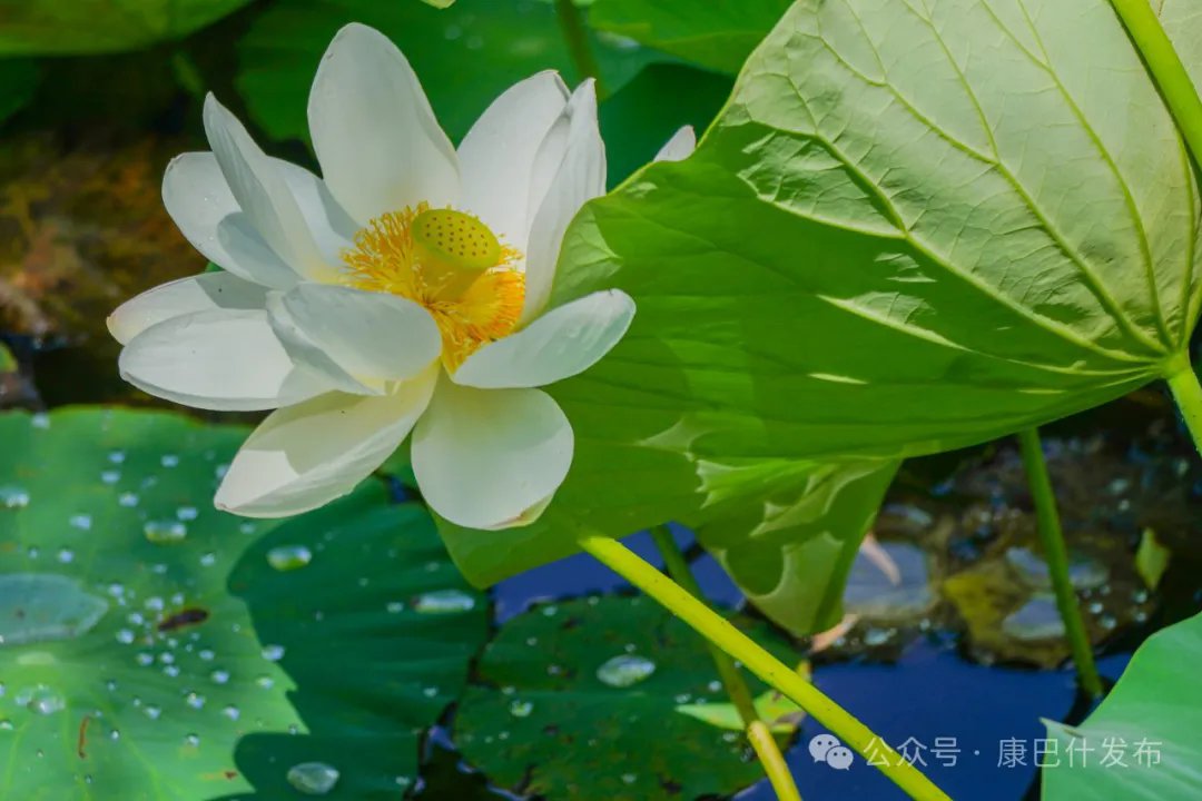 OrdosChina's tweet photo. 😍#Lotusflowers are in full bloom in #Ordos Yulan Park, vibrant against lush green leaves. This lively #summer scene inspires many visitors to come and admire its beauty. Don't miss this colorful spectacle! 👇#TourOrdos https://t.co/BXTV6ERyBb