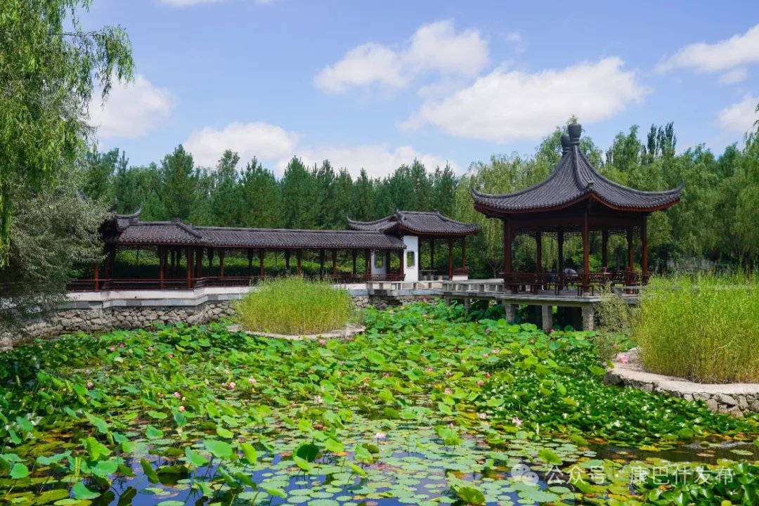 OrdosChina's tweet photo. 😍#Lotusflowers are in full bloom in #Ordos Yulan Park, vibrant against lush green leaves. This lively #summer scene inspires many visitors to come and admire its beauty. Don't miss this colorful spectacle! 👇#TourOrdos https://t.co/BXTV6ERyBb