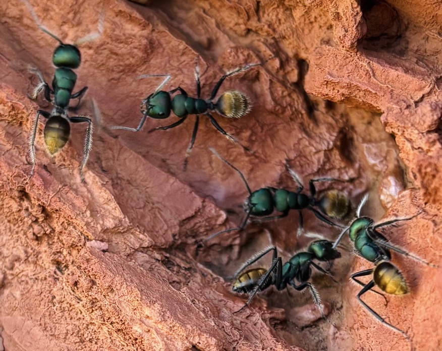 Calomyrmex glauerti being absolutely spectacular in the Pilbara. 🐜🐜🐜🐜🐜

#ants #Hymenoptera #Formicidae #seed #greenandgold #ecology #ecophysiology #pollination #entomology #Pilbara #arid