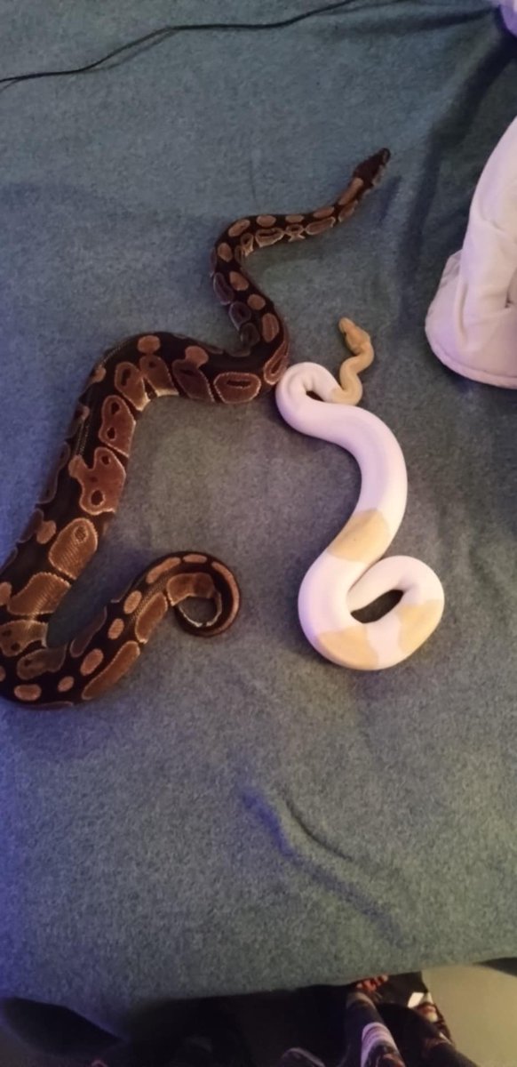 jacob_rums95614's tweet image. Normal x banana piebald, will be our first pairing of the season! #ballpythonbreeding