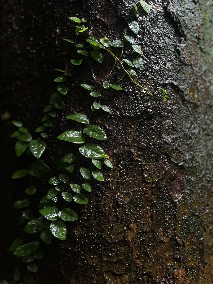 suisui8787's tweet photo. 雨に濡れて
#iphone写真 #スナップ写真
#photo #写真好きな人と繋がりたい https://t.co/5YuYp64bgZ