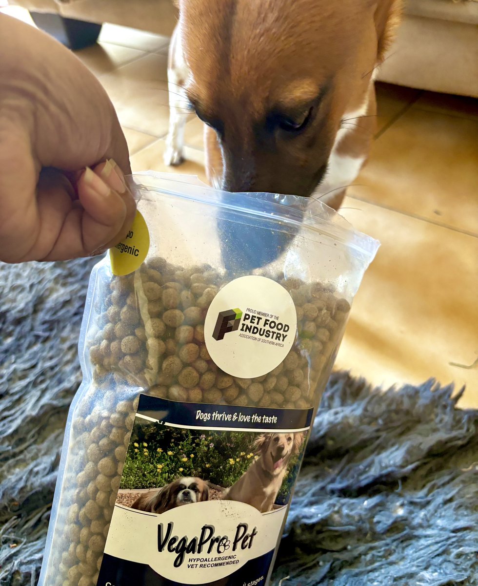 samjoosteza's tweet photo. The #doginfluencer doing quality checks on the goods delivered...

#PrinceJack
#doglife 
👑🐶🐾 https://t.co/ntygEBWyIs