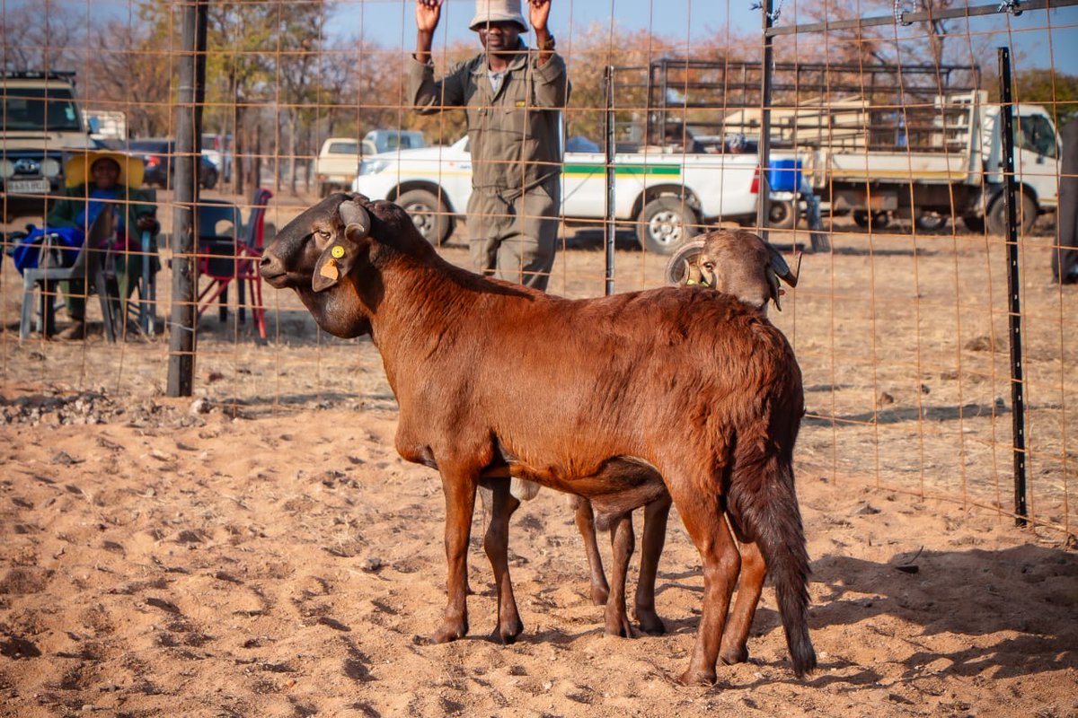 Mamba 🐍. 12 months. Niko's son. Half brother to Broken Nose who was bought by HE Dr. Mokgweetsi E. K. Masisi   during Future Genetics show. He is also a half brother to a ram we sold to honorable Taolo Lucas. Mamba finished 3rd 🥉 on Zero tooth category at future genetics show &amp;