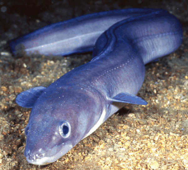 FabGiagnoni's tweet photo. Il #grongo è un #pesce d’acqua salata, ama i fondali fangosi o sabbiosi e può vivere oltre i 400 metri di profondità. Durante il giorno si nasconde, come fanno le #murene, fra anfratti rocciosi o, in alternativa, insabbiandosi; di #notte esce a caccia.
#Animali #Natura #Fish https://t.co/DavqeWoG56