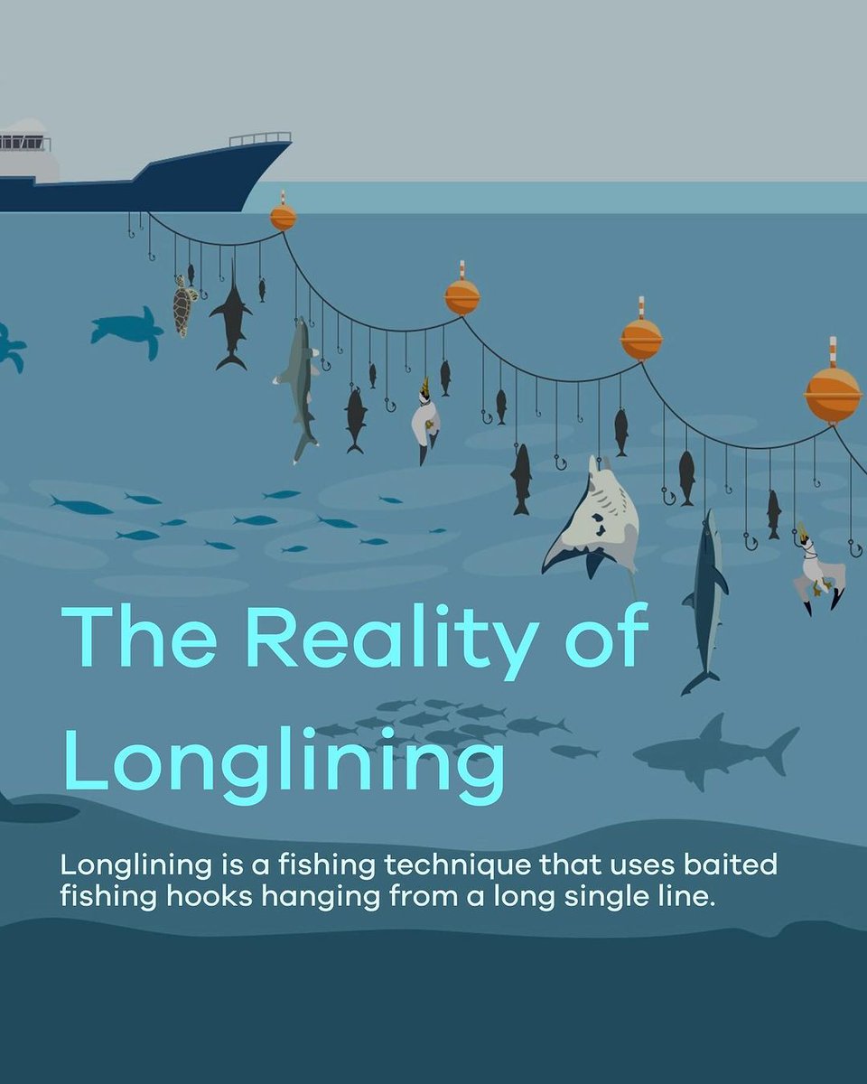 Manta Trust tweet media