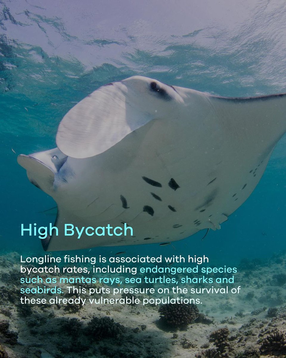 Manta Trust tweet media