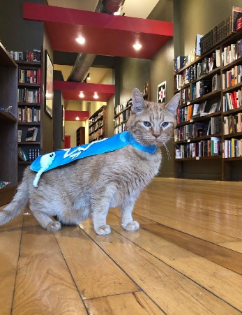 Captain Springfield tweet media