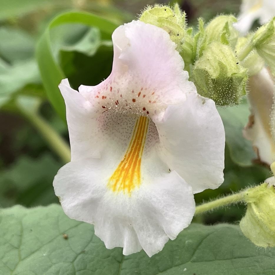 AnecDote0401's tweet photo. ツノゴマは可愛らしい唇形花を咲かせる一方、茎や葉の腺毛が昆虫を捕捉。花後の蒴果に2本の鋭い角が生え、「悪魔の爪」とも呼ばれます。
Click here for more -> https://t.co/NKyBIUxA2I
#UnicornPlant #RamsHorn #ツノゴマ #Proboscidealouisianica #旅人泣かせ #角胡麻 https://t.co/TUBagpnZ8a