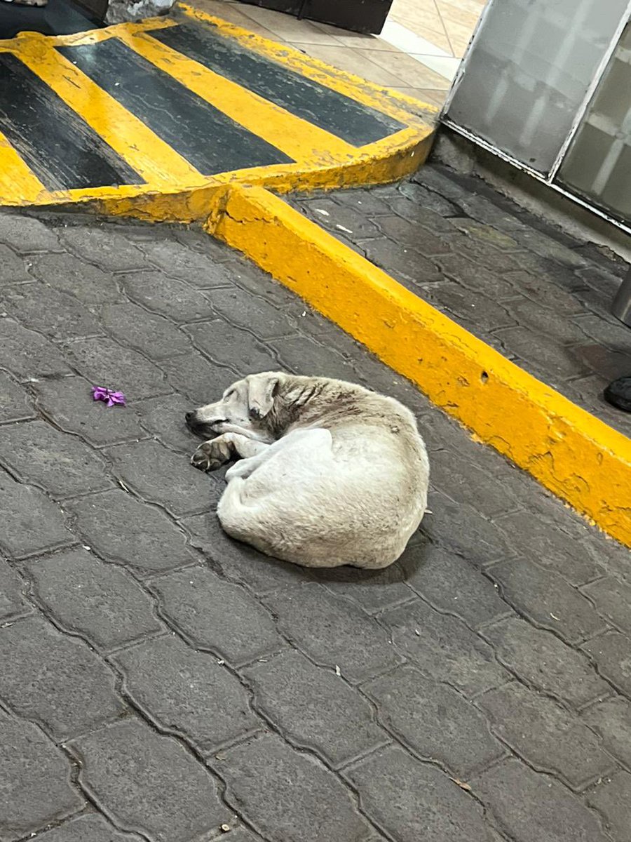 FundacionToby's tweet photo. Ayer me llamó la rescatista de este hermoso, nos contó su historia y se las comparto un poco, la primera foto es como lo encontraron y han hecho un gran trabajo con su recuperación, hoy este viejito busca hogar 🧡 nos ayudan a compartir? Hagamos magia con esta historia tan fantástica 🧡