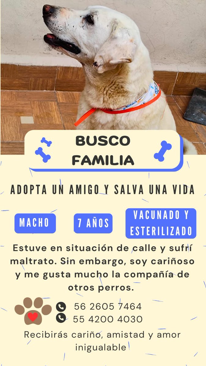 FundacionToby's tweet photo. Ayer me llamó la rescatista de este hermoso, nos contó su historia y se las comparto un poco, la primera foto es como lo encontraron y han hecho un gran trabajo con su recuperación, hoy este viejito busca hogar 🧡 nos ayudan a compartir? Hagamos magia con esta historia tan fantástica 🧡
