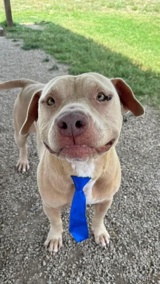 Absolutely adorable little guy BARREE #A0056305889 is the sweetest baby ever! Just look at that little face,that smile 😁 he is trying his best to make u want him💔 Funny, playful, full of life &amp; love! PLZ #ADOPT #FOSTER OR #PLEDGE to attract a rescue 🛟#FtWorth #Texas 
PLZ HURRY