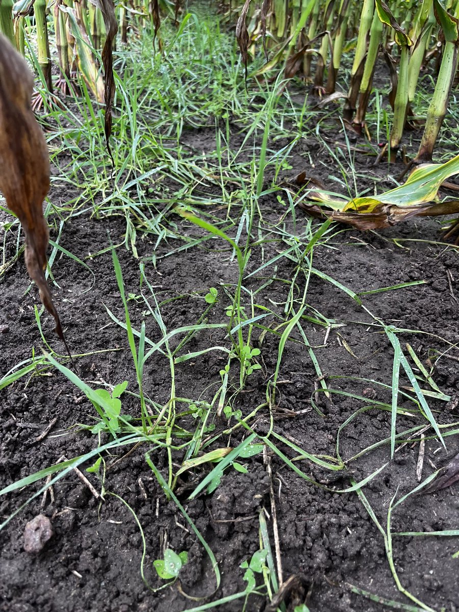 Experimenting with oats and clover cover crops, spread with a topdress at v5/v6 stage! 
We’re interested to see how it holds up during chopping time and if it continues to grow this fall with the increased sunlight!
