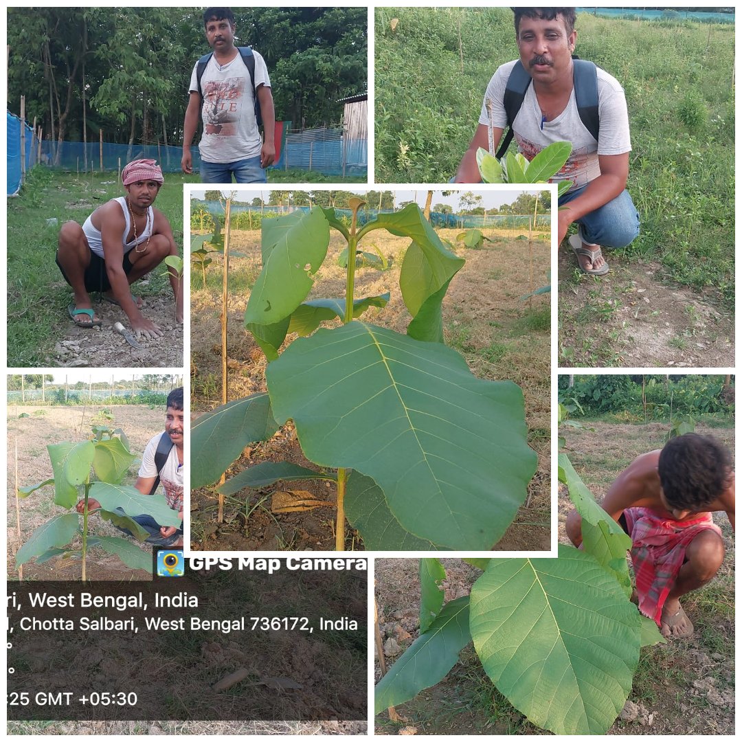 satmile's tweet photo. #BENGAL_AGROFORESTRY_PROJECT 
CHHOTO SALBARI-SITALKHUCHI BLOCK 
SUPPORTED BY- Aavishkaar Group Aavishkaar Capital Intellecap 
Field Partner- SATMILE SSCOP 

#Save_Climat #Carbon_Credit
#Farmers_Development https://t.co/hI1uRBfudT