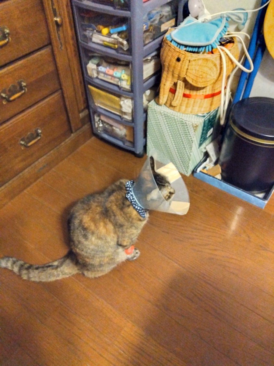 Nekochantantei's tweet photo. ⚠️ネコちゃんを探しています⚠️
見かけたら、DMお願いします🙏

名前 チャチャちゃん
場所 兵庫県宝塚市
種類 キジトラ
体重 3kg
毛色 茶・黒
特徴 右後ろ足が黄土色・尻尾が長くて太い

ID24-0815E

⚠️拡散希望⚠️
#迷子猫ゼロ協会 #ネコちゃん探偵のプロ #迷子猫 #ペット探偵 #迷い猫 #兵庫県 #宝塚市 https://t.co/yeE7Kq1VPz