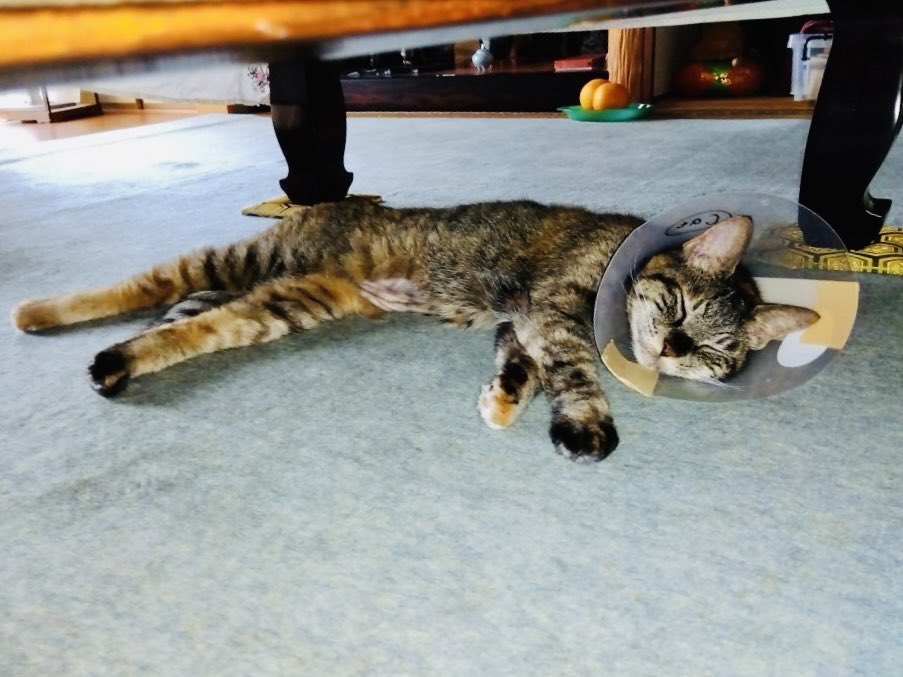 Nekochantantei's tweet photo. ⚠️ネコちゃんを探しています⚠️
見かけたら、DMお願いします🙏

名前 チャチャちゃん
場所 兵庫県宝塚市
種類 キジトラ
体重 3kg
毛色 茶・黒
特徴 右後ろ足が黄土色・尻尾が長くて太い

ID24-0815E

⚠️拡散希望⚠️
#迷子猫ゼロ協会 #ネコちゃん探偵のプロ #迷子猫 #ペット探偵 #迷い猫 #兵庫県 #宝塚市 https://t.co/yeE7Kq1VPz