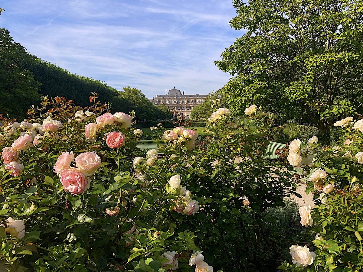 focusonparis's tweet photo. Floral Friday: fresh as a summer's day the beautiful #PalaisRoyalgardens thru roses. #summerinparis #gardensofparis #palaisroyal #floral #flowers https://t.co/nkQnMfExa2
