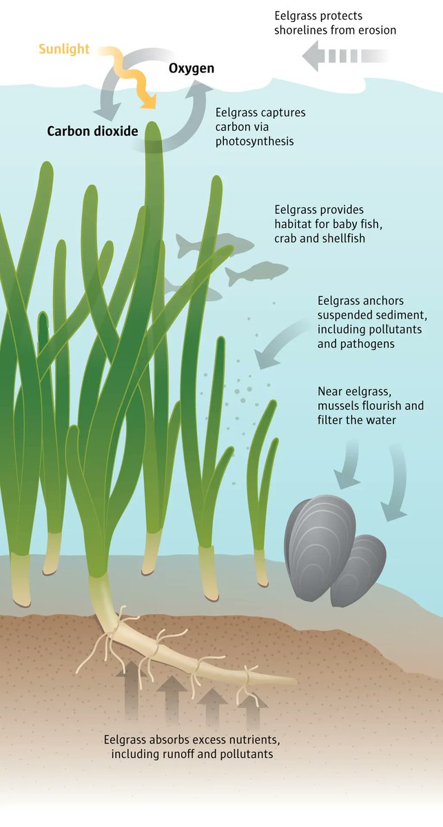 Eco and Evo Biology (@cornelleeb) on Twitter photo EEB prof emerita <a href="/DrewHarvell/">Dr. Drew Harvell</a> and research team <a href="/o_jgraham/">Olivia J. Graham, PhD</a> <a href="/JoleahLamb/">Dr. Joleah Lamb</a> in <a href="/seattletimes/">The Seattle Times</a> ...
"Researchers discover eelgrass superpower in Puget Sound." x.com/DrewHarvell/st… Graphic borrowed from Dawkins et al. 2023, Lamb et al. 2017, NOAA (Fiona Martin / The Seattle Times). EEB prof emerita <a href="/DrewHarvell/">Dr. Drew Harvell</a> and research team <a href="/o_jgraham/">Olivia J. Graham, PhD</a> <a href="/JoleahLamb/">Dr. Joleah Lamb</a> in <a href="/seattletimes/">The Seattle Times</a> ...
"Researchers discover eelgrass superpower in Puget Sound." x.com/DrewHarvell/st… Graphic borrowed from Dawkins et al. 2023, Lamb et al. 2017, NOAA (Fiona Martin / The Seattle Times).