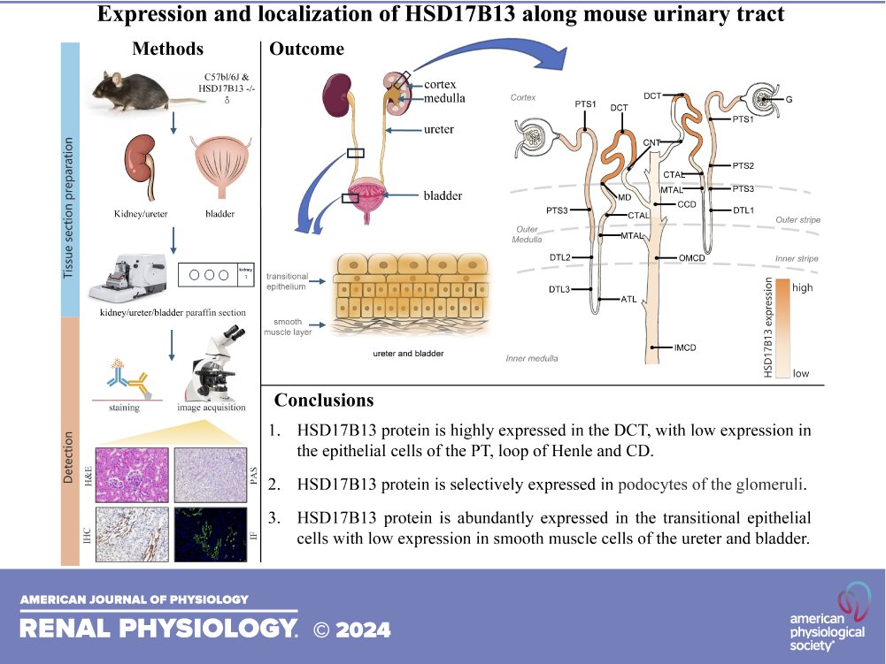 AJPRenal's tweet photo. #AJPReanlCollections- The Pathophysiology and Therapy of Polycystic Kidney Disease
🐭Expression and localization of HSD17B13 along mouse urinary tract
By: Haibo Zhang, et al.
https://t.co/pmBySZtX4T
#Kidney #Ureter https://t.co/iP75xJvT98