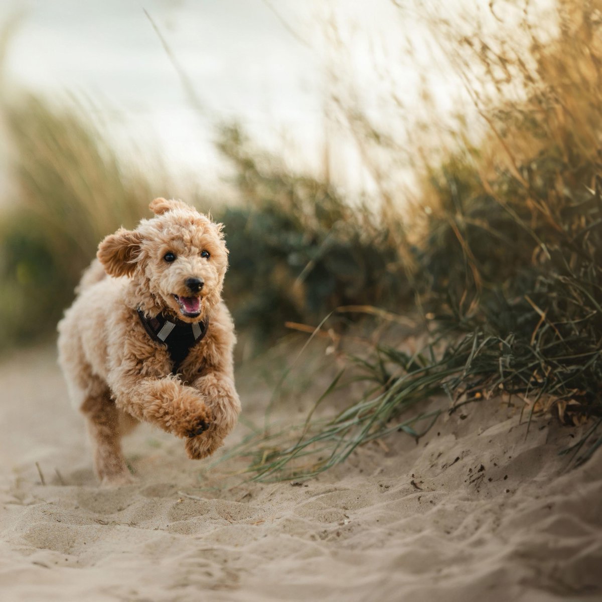 Cornish Escapes tweet media