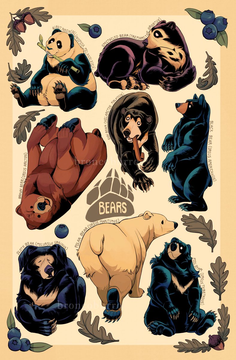 Behold - every bear. 🐻Species-wise, that is.