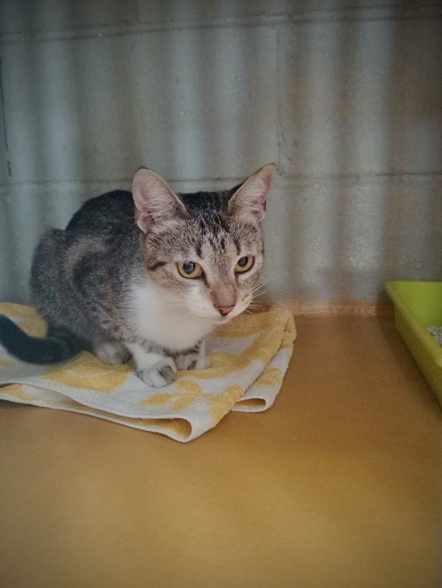 AlcorconBAnimal's tweet photo. ‼️ ALERTA ‼️ Desde ayer por la noche esta gatita se encontraba en la C/Illescas, encogida y sin moverse. 

Ya está en el #CIPAlcorcón, pero sospechamos que se ha perdido: está esterilizada (cicatriz reciente), aunque sin chip. 

Pedimos difusión para encontrar a sus dueños 😿👇 https://t.co/Qa9sYY4Bom