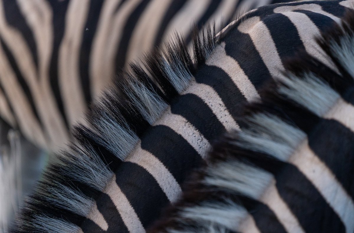 The Royal Portfolio tweet media