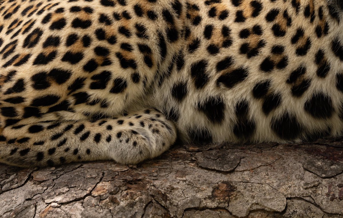 The Royal Portfolio tweet media