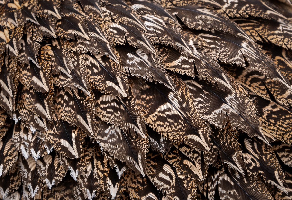 The Royal Portfolio tweet media