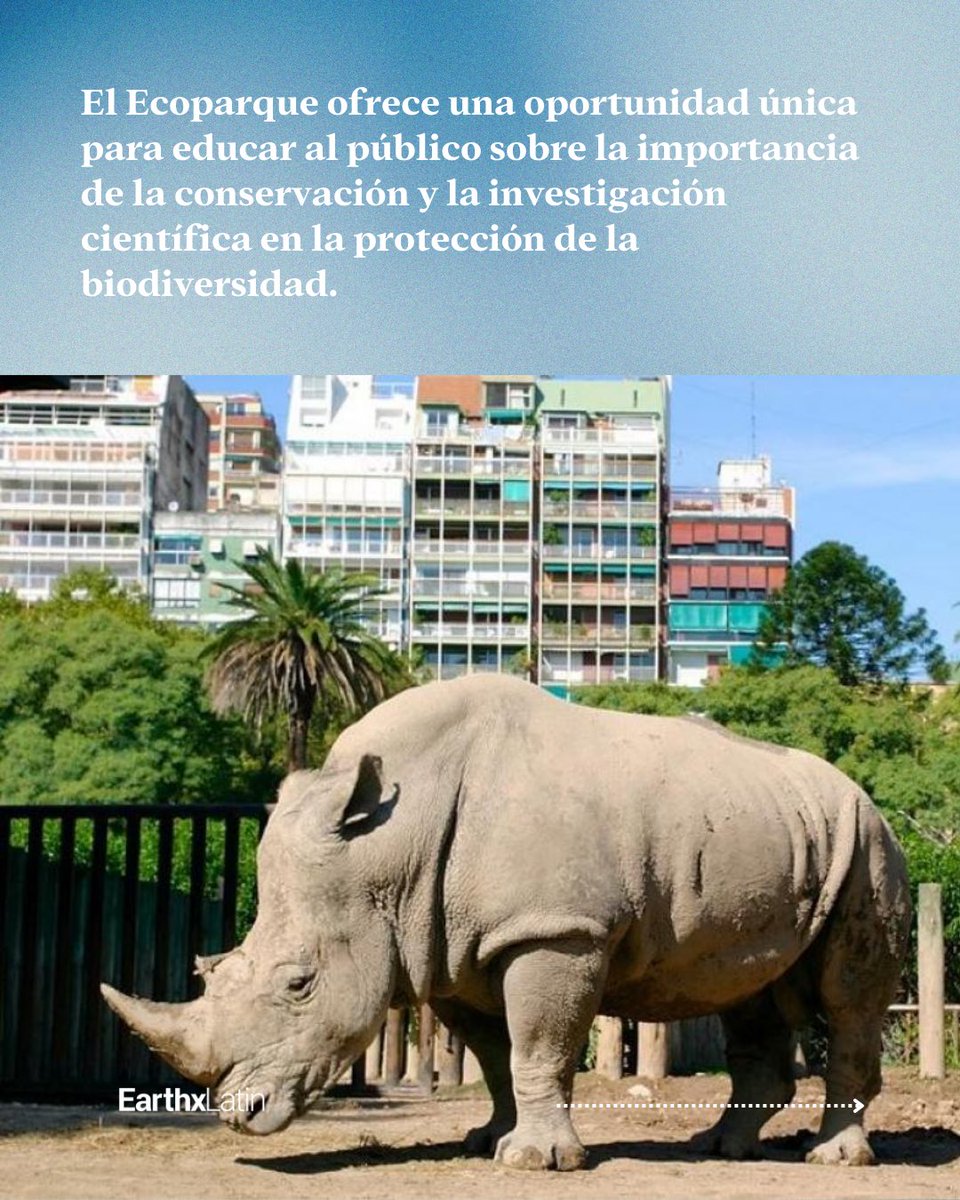 EarthxLatin's tweet photo. Buenas noticias ambientales

De jaulas a laboratorios: el Zoo de Buenos Aires se transforma en Ecoparque 🐘🧬 Un giro hacia la conservación con 12 proyectos activos para especies amenazadas. ¿Será este el futuro de los zoológicos? 🌿🔬

#ConservaciónAnimal https://t.co/YB0nW8kSRD