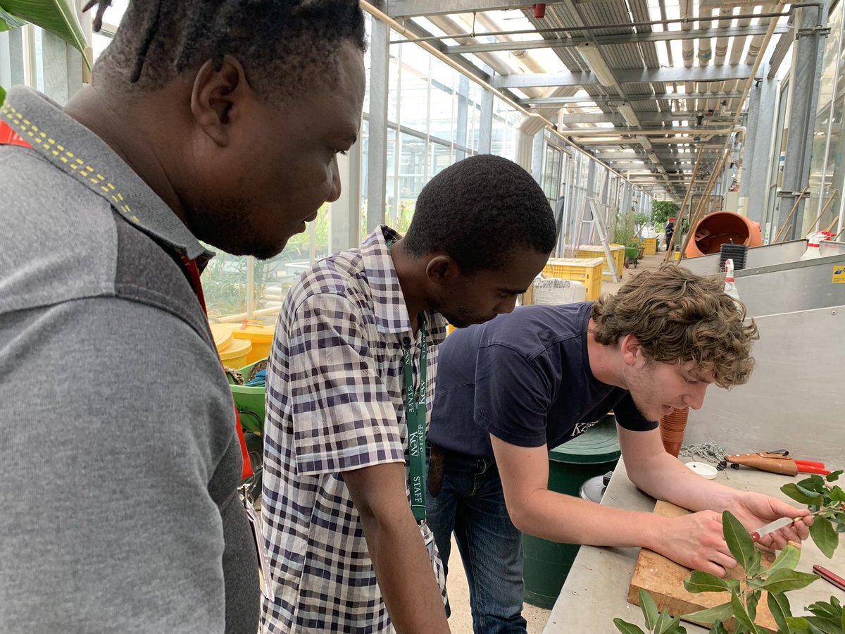 Marcella Corcoran (@horticulturesci) on Twitter photo Massive thank you to our skilled Hort team in the tropical nursery <a href="/kewgardens/">KewGardens</a> for their time and knowledge sharing with our partners <a href="/RakotoniainaEr7/">Rakotoniaina Eric</a> Madagascar @KewScience <a href="/FlashBlaise/">Junel Flash Blaise</a> Turks and Caicos #KewTCI not possible without funding from Bentham Moxon Trust. Thank you! Massive thank you to our skilled Hort team in the tropical nursery <a href="/kewgardens/">KewGardens</a> for their time and knowledge sharing with our partners <a href="/RakotoniainaEr7/">Rakotoniaina Eric</a> Madagascar @KewScience <a href="/FlashBlaise/">Junel Flash Blaise</a> Turks and Caicos #KewTCI not possible without funding from Bentham Moxon Trust. Thank you!