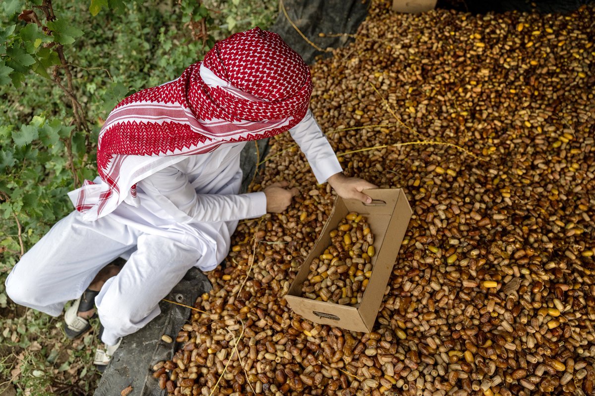makkahregion's tweet photo. #صور
حصاد التمور في محافظة الكامل 🌴
.
📸.. أسامة السلمي https://t.co/L1UsPtrKit