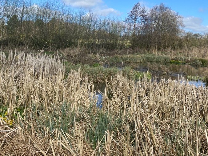 Constructed Wetland tweet media