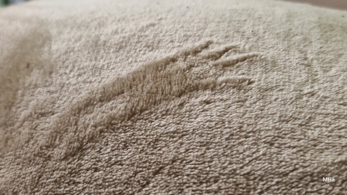 Eichhörnchen oder doch Godzilla? 

#Eichhörnchen  #Godzilla