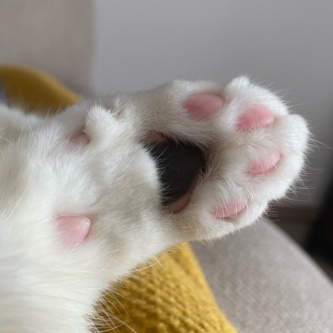 furry beans 🐾❤️