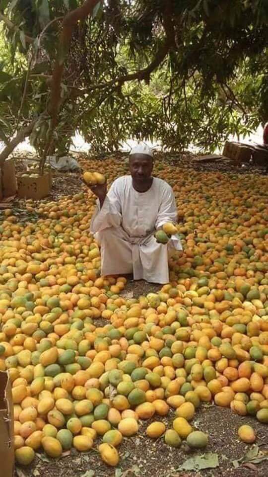 ruhaily_a's tweet photo. نحو نصف مليون طن من محصول المانجو في السودان لا يجد من يشتريه

ويتم تقديمه علفاً للمواشي ! https://t.co/Axi7WNungO