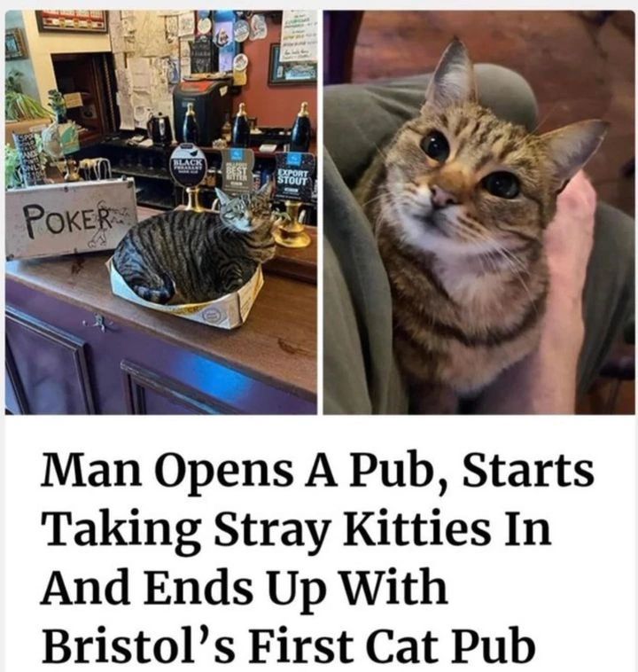 would pay premium for this 🐈