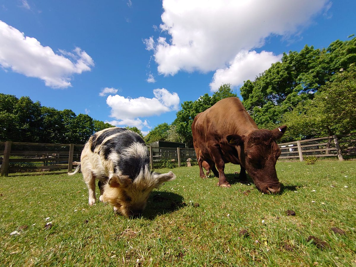 🐾 Do your teens love nature and animals? Sign them up for our free 5-day City Farm programme starting August 19! They’ll gain hands-on experience with animals, and entrepreneurship. For ages 15-24.  Sign up today, see the link in the comments below.👇  <a href="/Freightcityfarm/">Freightliners Farm</a> #DoSummer