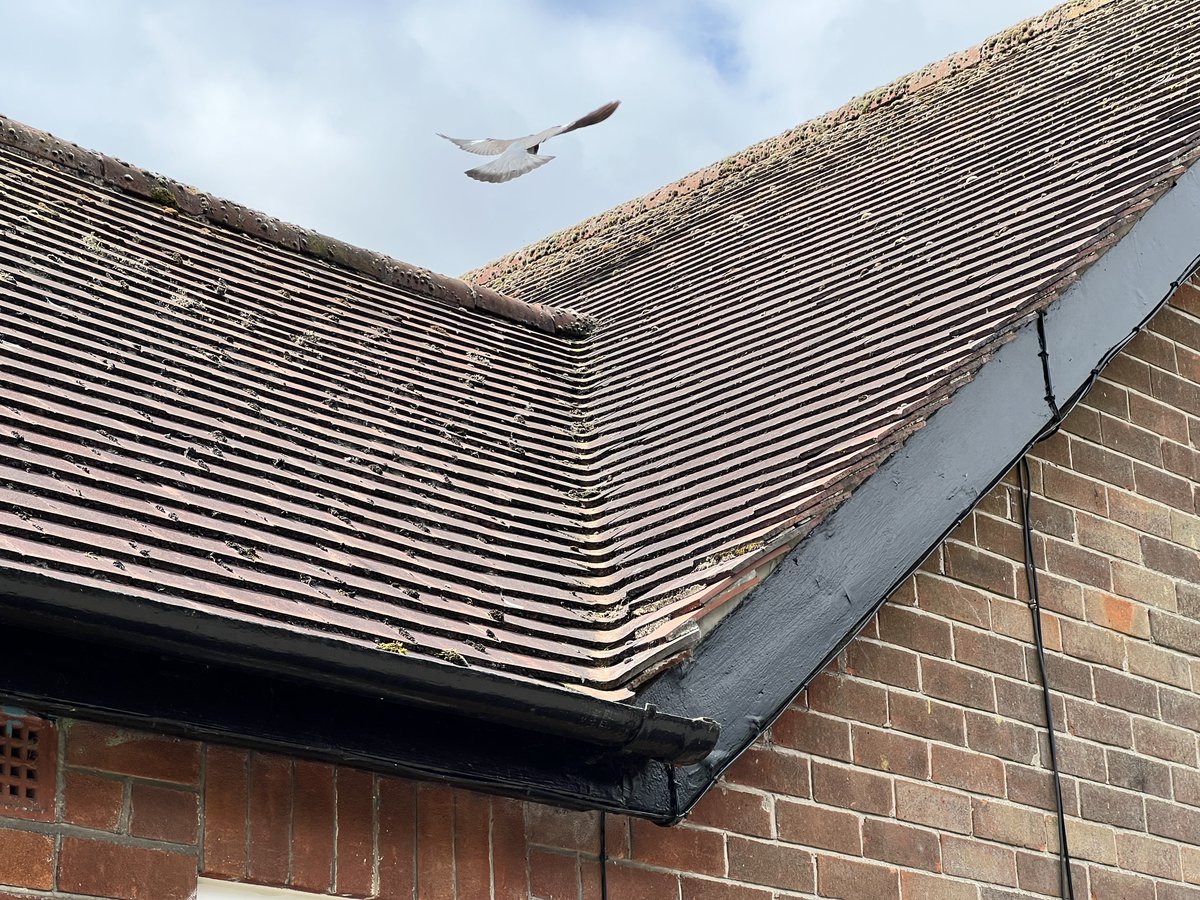Recent S &amp; D survey of 1960s bungalow in Elloughton, I caught this beautiful pigeon mid-flight and this equally beautiful 'swept' valley #surveyor #surveyors #RICS #rpsa #elloughton #brough #eastyorkshire #sweptvalley #valleygutters #pigeon #pigeonlove #pigeonsloversofallkinds