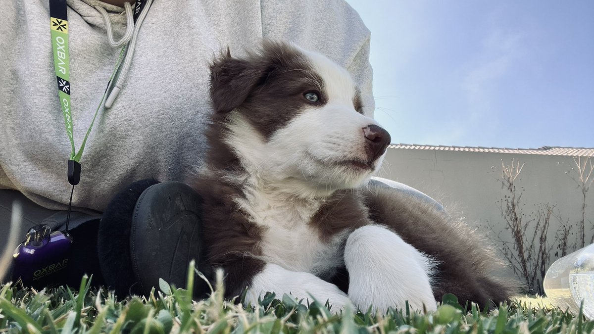 Aliceaqii's tweet photo. My puppy🥰 https://t.co/MBTXgXWHK2