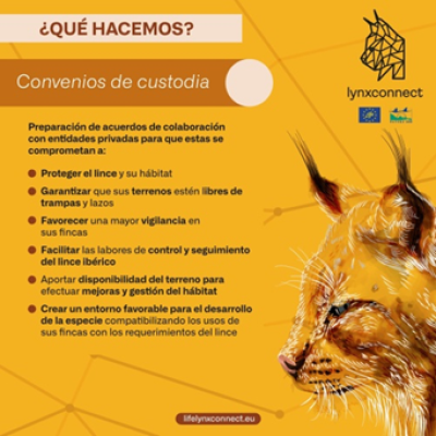 LifeLynxconnect's tweet photo. 🔝🤝 En Lynxconnect preparamos acuerdos de colaboración con entidades privadas para que se comprometan en el cuidado y protección tanto del #lince como de su hábitat.
#LYNXCONNECT #LinceIbérico #ProyectoLIFE https://t.co/epq51JHYFT