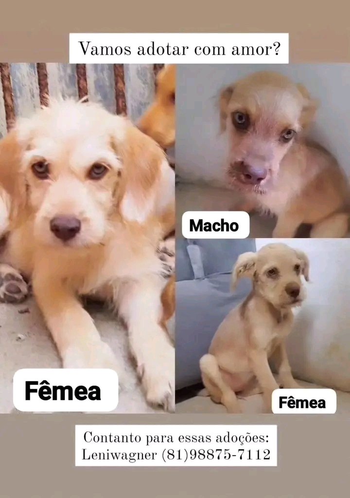 AnimaisRecife's tweet photo. 🏠 ADOÇÃO 
RM RECIFE 

NENÉNS DA RAÇA "FIAPO DE MANGA" 🥭 https://t.co/tjOOTY595V