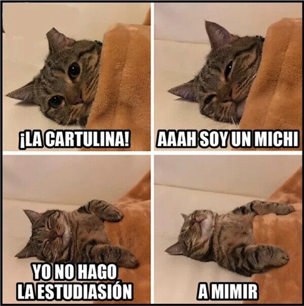 cuantocabron's tweet photo. Le pasa hasta a los gatos https://t.co/5O1hvJMbc1 https://t.co/5eLuExl35J