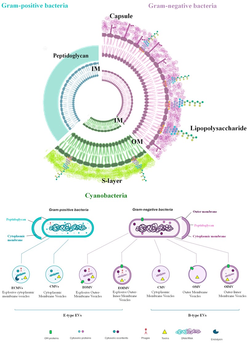 Angela Casillo et al <a href="/UninaIT/">Unina Federico II</a> conducted an in-depth analysis of marine bacterial extracellular vesicles, examining their structure, composition, functions, and potential therapeutic applications
mdpi.com/1660-3397/22/8…
#EVs #exosomes #OMVs #marinebacteria #extracellularvesicles