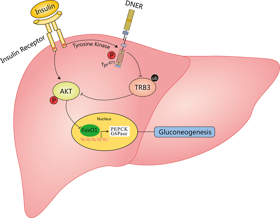 Receptor Tirosina Quinase Insulina Mechanisms Of Insulin Action And