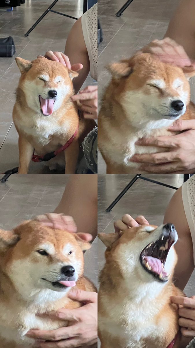 poompps tweet media
