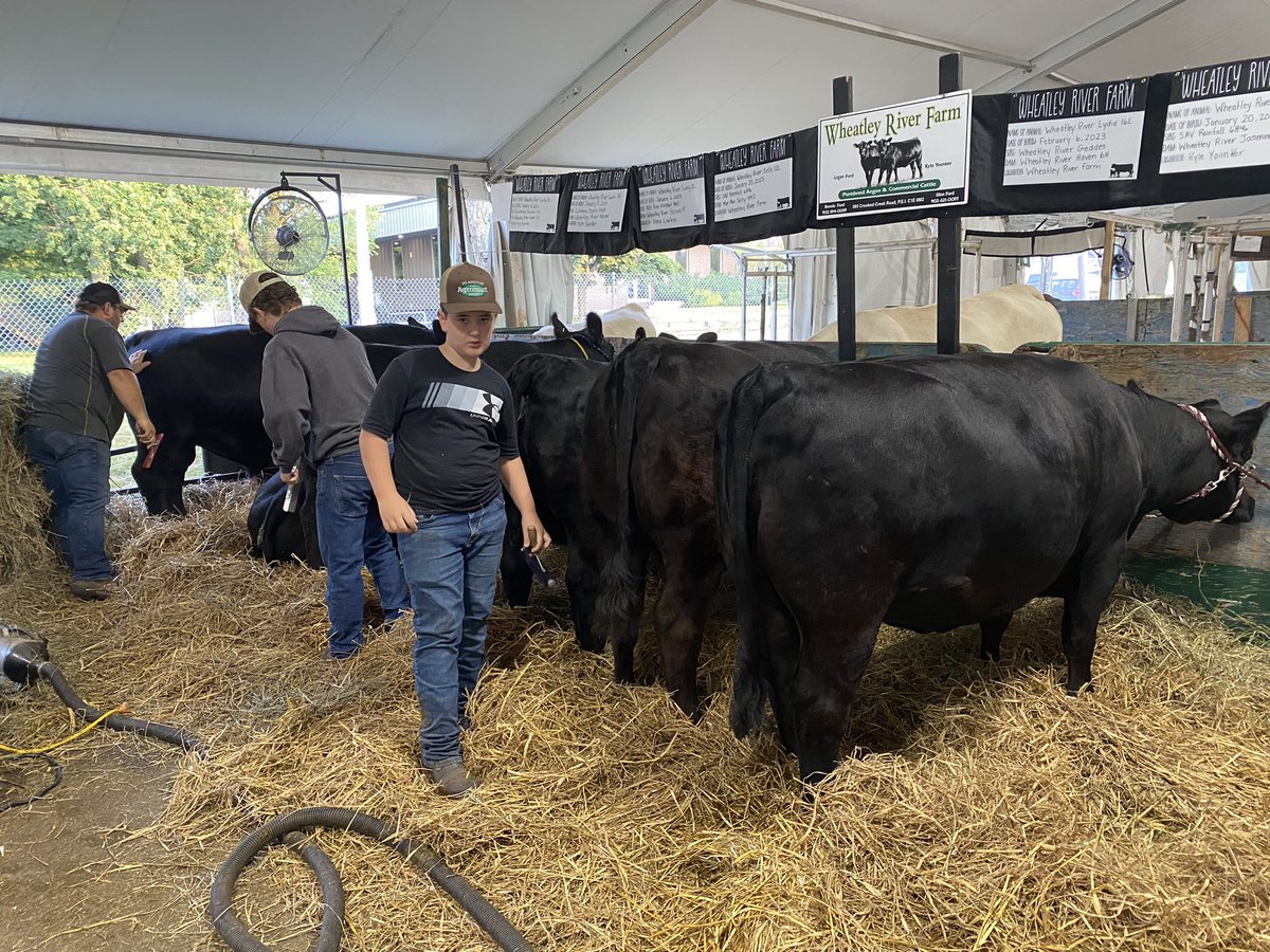 Ronnie Ford (@ronnief08152137) on Twitter photo First Angus Gold Show takes place this morning on PEI at Old Home Week! Good luck to all the exhibitors. <a href="/cdnangus/">Canadian Angus</a> <a href="/maritimeangus/">maritimeangus</a> First Angus Gold Show takes place this morning on PEI at Old Home Week! Good luck to all the exhibitors. <a href="/cdnangus/">Canadian Angus</a> <a href="/maritimeangus/">maritimeangus</a>