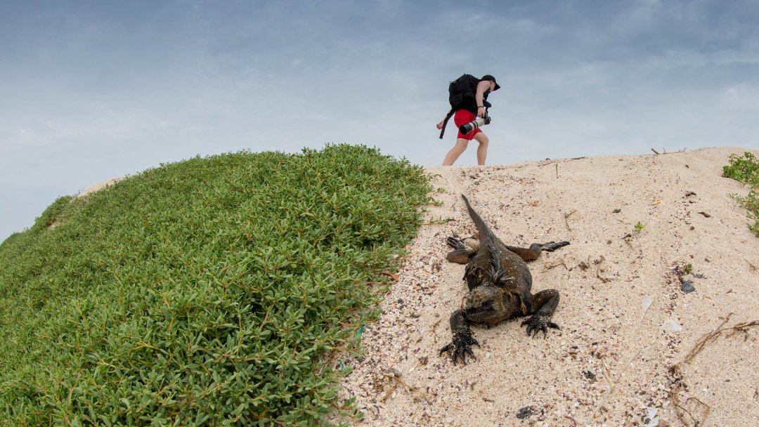 As of 1 August, Galapagos National Park entry fees have increased to raise funds for conservation initiatives, infrastructure upgrades and community programmes aimed at mitigating the ecological footprint of tourism on the Islands: tinyurl.com/GNPEntryFees

📷 ©️ Stephanie Foote