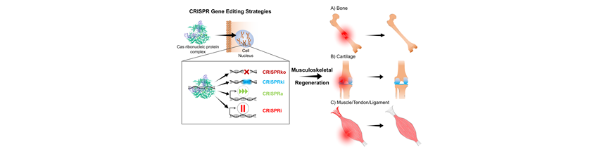 gan_aries's tweet photo. 📢#eCM paper sharing @eCM_Journal 

📑Title：Crispr strategies for stem cell engineering: a new frontier in musculoskeletal regeneration

👏Welcome to you reading！
https://t.co/IORgJqka0i https://t.co/lN56vFxvJw