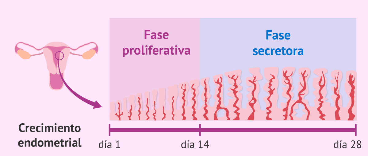 mujerconciencia's tweet photo. Tras la ovulación el endometrio proliferativo pasa a ser secretor y empieza a producir una sustancia rica en glucógeno q le da un aspecto esponjoso y mullido. Si en ese momento aparece el embrión, este se adherirá al endometrio y dará comienzo el embarazo.
https://t.co/IytzK3R1R7 https://t.co/wR9XM6mdZ2